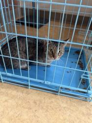 Shelter Stray Unknown Cat last seen Near Martin Dr, Desoto, TX, 1150 E Pleasant Run Rd, Cedar Hill, TX 75104, USA