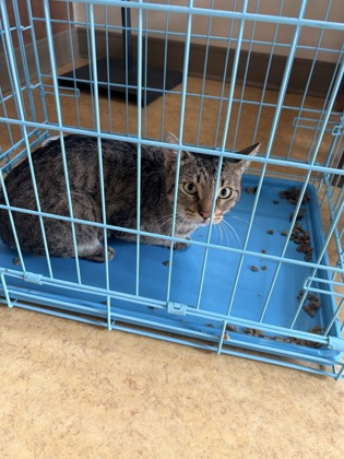 Shelter Stray Unknown Cat last seen Near Martin Dr, Desoto, TX, 1150 E Pleasant Run Rd, Cedar Hill, TX 75104, USA