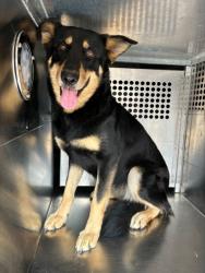 Shelter Stray Female Dog last seen Finley, North District, TX, 355 Hillshire Dr, Haslet, TX 76052, USA