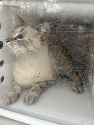 Shelter Stray Female Cat last seen Near Lubbock Ave, South District, TX, 355 Hillshire Dr, Haslet, TX 76052, USA