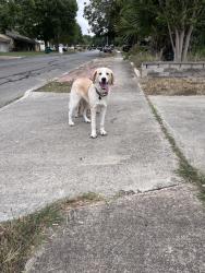 Found/Stray Female Dog last seen Northledge drive, Live Oak, TX 78233