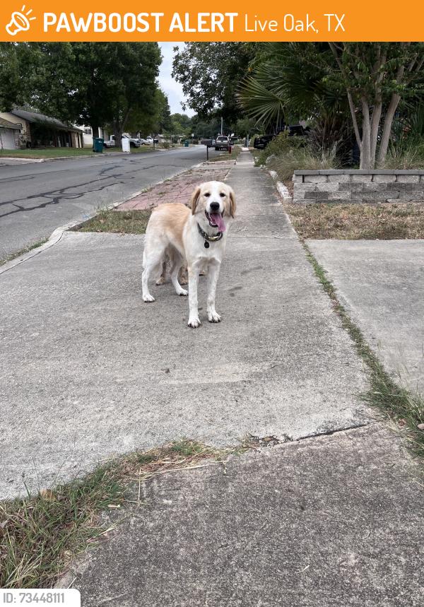 Found/Stray Female Dog last seen Northledge drive, Live Oak, TX 78233