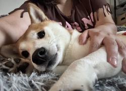 Reunited Male Dog last seen Frankstown Rd, Pittsburgh, PA 15235
