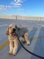 Lost Male Dog last seen Eastern, Las Vegas, NV 89104