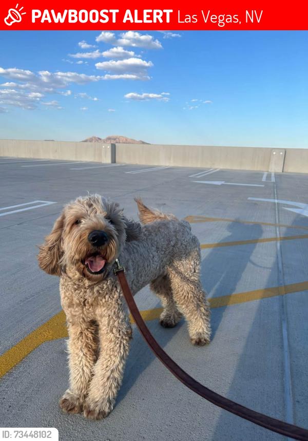 Lost Male Dog last seen Eastern, Las Vegas, NV 89104