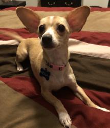 Lost Female Dog last seen Old percival, Columbia, SC 29223