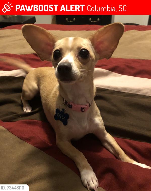 Lost Female Dog last seen Old percival, Columbia, SC 29223
