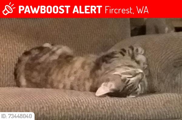 Lost Male Cat last seen Emerson and w.mount dr.Fircrest, wa, Fircrest, WA 98466