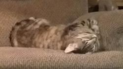 Lost Male Cat last seen Emerson and w.mount dr.Fircrest, wa, Fircrest, WA 98466
