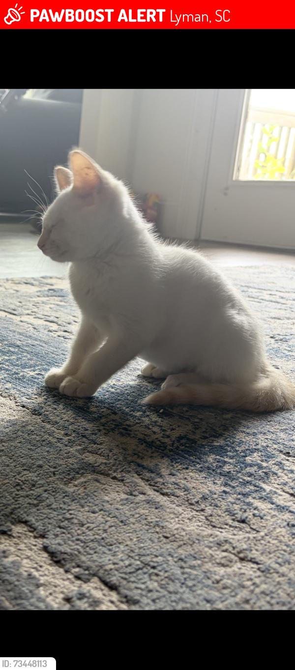 Lost Male Cat last seen Spring lake dr, Lyman, SC 29365