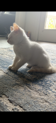 Lost Male Cat last seen Spring lake dr, Lyman, SC 29365