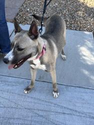 Reunited Female Dog last seen Cactus Ave and Maryland Pkwy, Enterprise, NV 89183