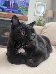Lost Male Cat last seen Melody way and wagonwheel, Castle Rock, CO 80104