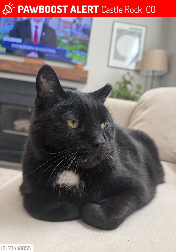 Lost Male Cat last seen Melody way and wagonwheel, Castle Rock, CO 80104