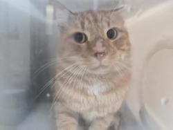 Shelter Stray Male Cat last seen Near Southern Boulevard, BRONX, NY, 10460, 326 E 110th St, New York, NY 10029, USA