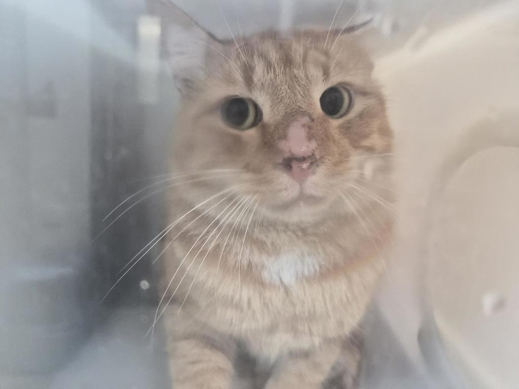 Shelter Stray Male Cat last seen Near Southern Boulevard, BRONX, NY, 10460, 326 E 110th St, New York, NY 10029, USA