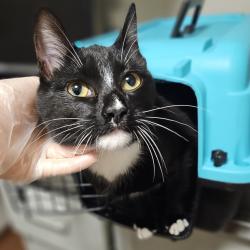 Shelter Stray Male Cat last seen Near Baldwin Street, OAKLAND, CA, 94621, 8323 Baldwin St, Oakland, CA 94621, USA