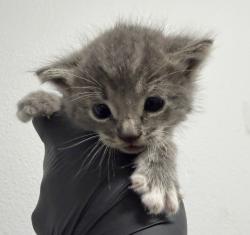 Shelter Stray Female Cat last seen San Diego, CA, 92102, 5500 Gaines St, San Diego, CA 92110, USA