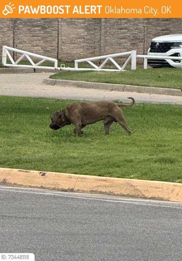 Found/Stray Male Dog last seen Spotted at tinker federal credit union, Oklahoma City, OK 73122