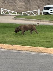 Found/Stray Male Dog last seen Spotted at tinker federal credit union, Oklahoma City, OK 73122