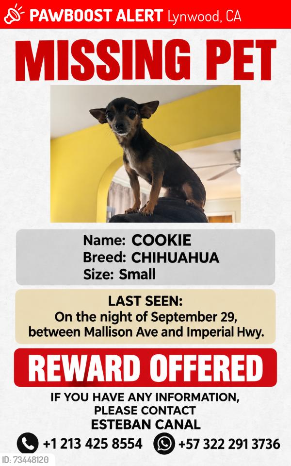 Lost Female Dog last seen Mallison ave, Lynwood, CA 90262