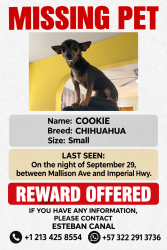 Lost Female Dog last seen Mallison ave, Lynwood, CA 90262