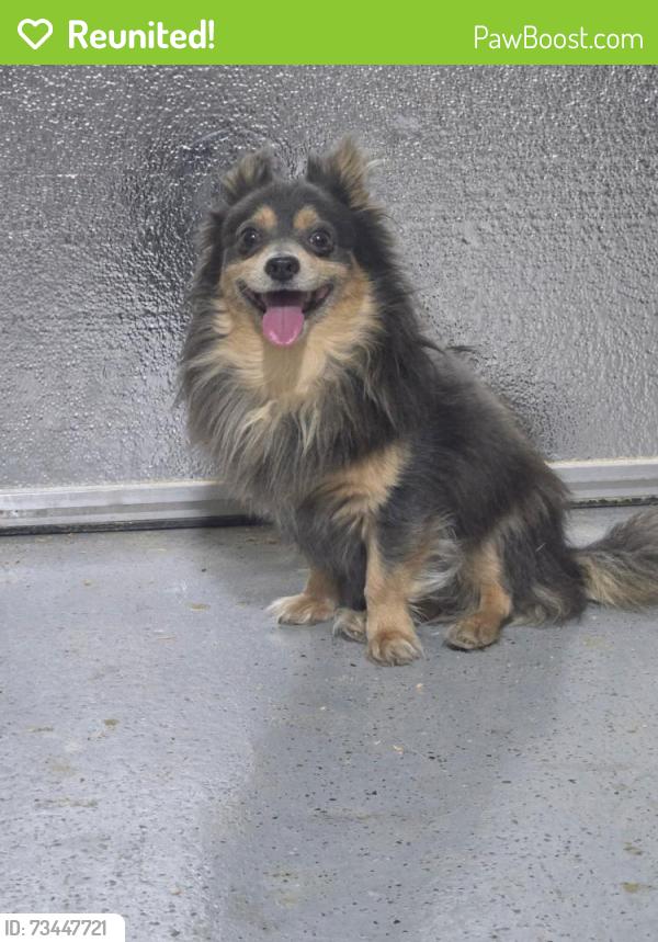 Reunited Male Dog last seen Balboa dr, Maricopa, AZ 85138