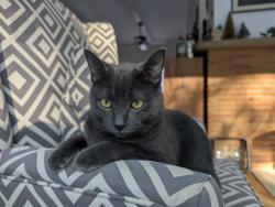 Reunited Female Cat last seen Rochester Rd and Whims, Oakland Township, MI 48306