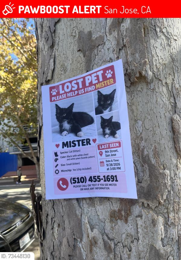 Lost Male Cat last seen Near S 9th St San Jose, San Jose, CA 95112
