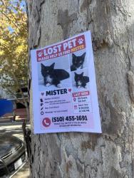Lost Male Cat last seen Near S 9th St San Jose, San Jose, CA 95112