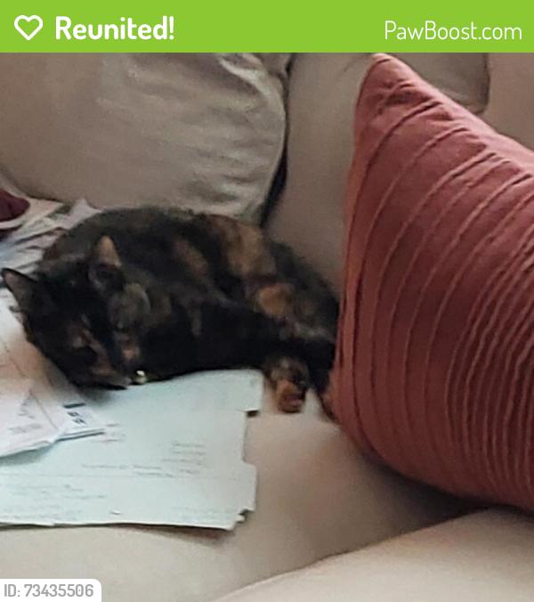 Reunited Female Cat last seen Near hancock dr, Kernersville, NC 27284