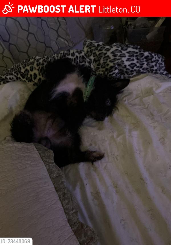 Lost Male Dog last seen Lamar and Elmhurst, Littleton, CO 80128