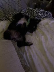 Lost Male Dog last seen Lamar and Elmhurst, Littleton, CO 80128