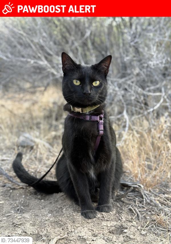 Lost Female Cat last seen Cape George road, Lane De Chantal, Blue Sky, Discovery Ridge, Blue Ridge Rd, Combs St, Combs pl, Huntingford, Myrtle, Becker, Becket Point, Swanson Ave, Kruse St, Cliffside Dr, Aldrich, Tukey and Bellevue Dr, Jefferson County, WA 98368