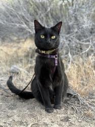 Lost Female Cat last seen Cape George road, Lane De Chantal, Blue Sky, Discovery Ridge, Blue Ridge Rd, Combs St, Combs pl, Huntingford, Myrtle, Becker, Becket Point, Swanson Ave, Kruse St, Cliffside Dr, Aldrich, Tukey and Bellevue Dr, Jefferson County, WA 98368