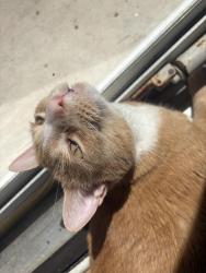 Reunited Male Cat last seen Greenes Ching Greensboro NC, Greensboro, NC 27410