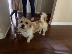 Found/Stray Male Dog last seen East Riverside Park, Greer, SC 29650