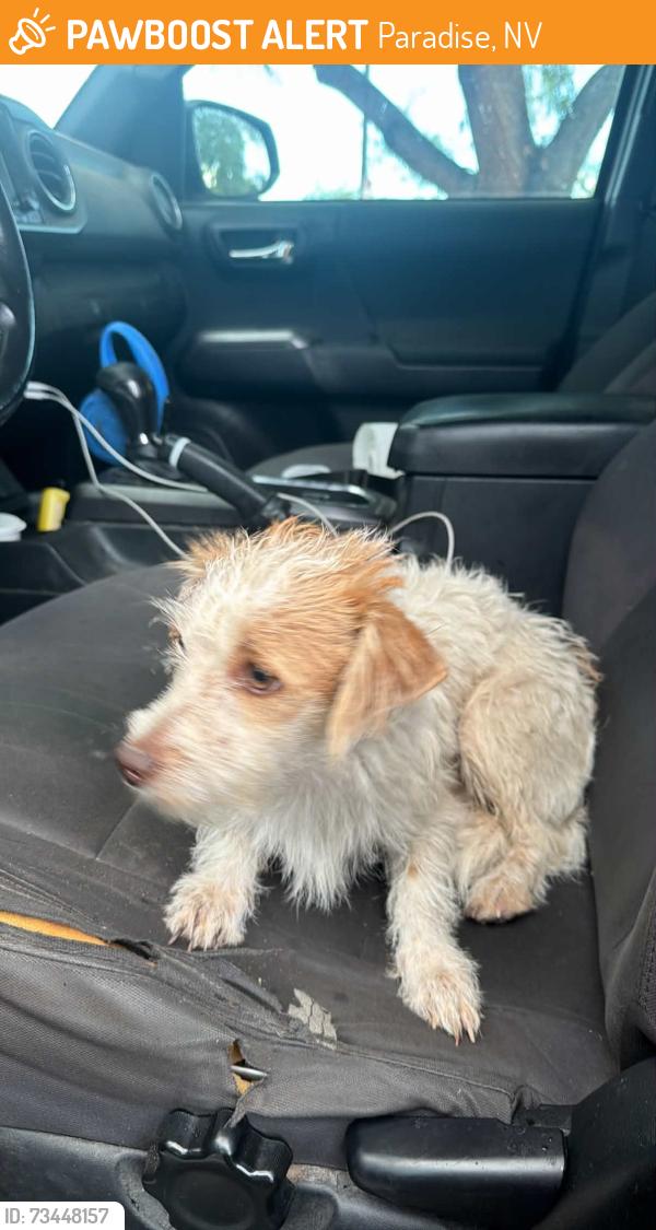 Found/Stray Unknown Dog last seen Sunset and eastern, Paradise, NV 89120