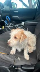 Found/Stray Unknown Dog last seen Sunset and eastern, Paradise, NV 89120