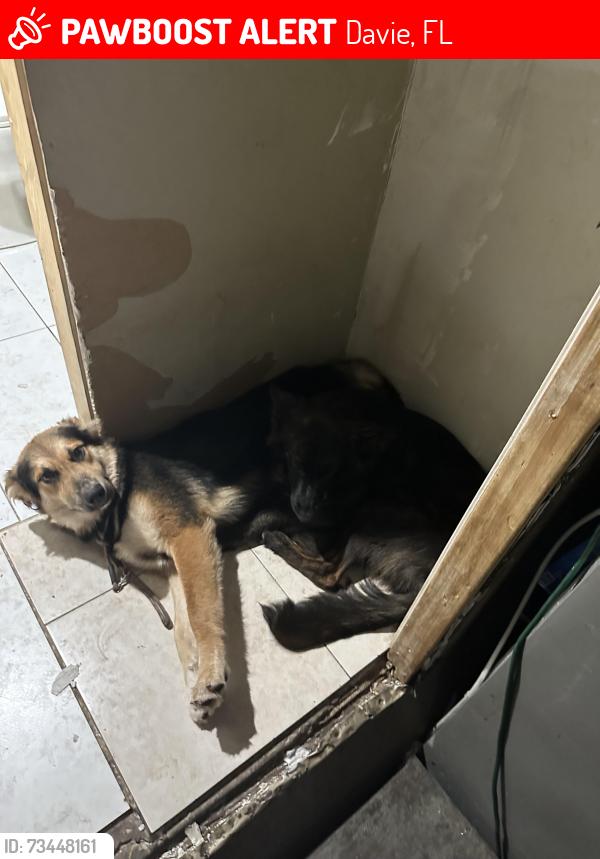 Lost Female Dog last seen Old Davie school, Davie, FL 33314