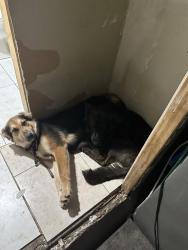 Lost Female Dog last seen Old Davie school, Davie, FL 33314