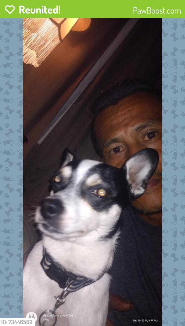 Reunited Male Dog last seen exposition blvd & tribute rd, Sacramento, CA 95815