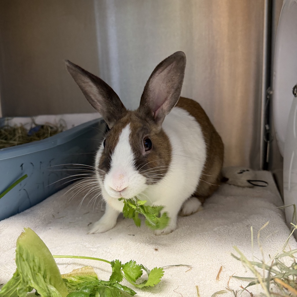 Shelter Stray Female Rabbit last seen , 1013 Garfield St, Oak Park, IL 60304, USA
