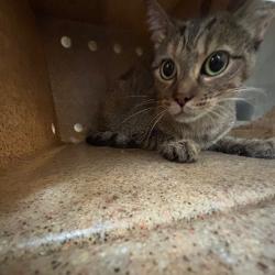 Shelter Stray Unknown Cat last seen , 2350 Appling City Cove, Memphis, TN 38133, USA