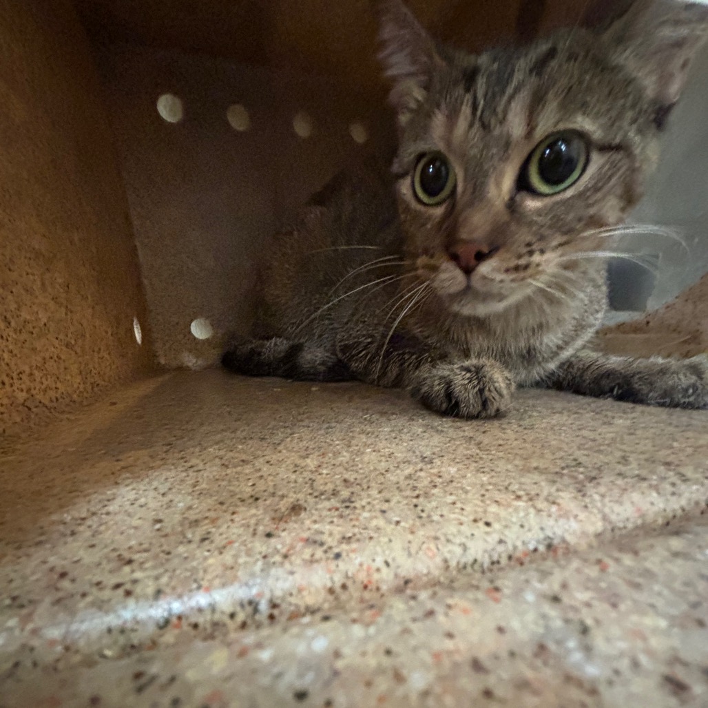 Shelter Stray Unknown Cat last seen , 2350 Appling City Cove, Memphis, TN 38133, USA