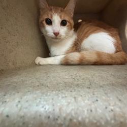 Shelter Stray Unknown Cat last seen , 2350 Appling City Cove, Memphis, TN 38133, USA
