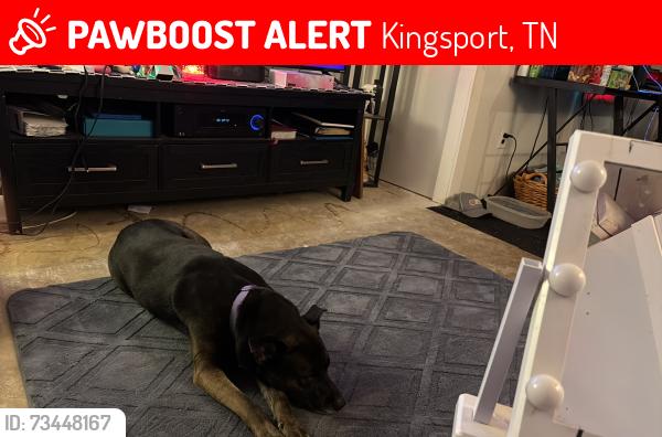 Lost Female Dog last seen Dicker son, Kingsport, TN 37665
