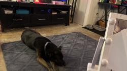 Lost Female Dog last seen Dicker son, Kingsport, TN 37665