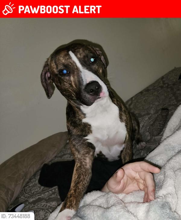 Lost Female Dog last seen Welches Rd and Highway 26, Mount Hood Village, OR 97067