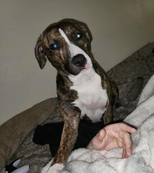 Lost Female Dog last seen Welches Rd and Highway 26, Mount Hood Village, OR 97067